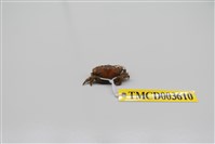 藏品(牧氏毛粒蟹)的圖片